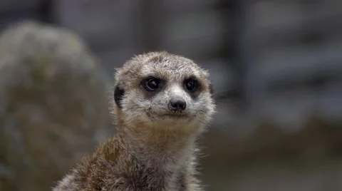 The meerkat in a zoo Stock Footage 65494382