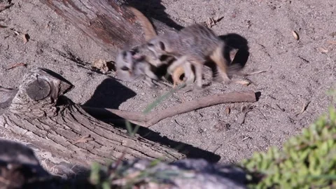 Meerkatplay3 Stock Footage 167336175