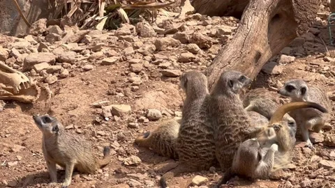 Meerkats in captivity are playing with each other *NO AUDIO* Stock Footage 238035643