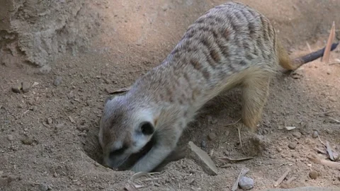 Meerkats dig in the ground 스톡 동영상 265408486