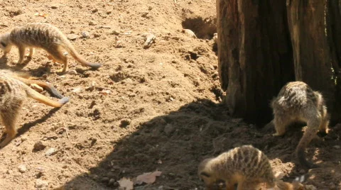 Meerkats digging 2 Vídeos de archivo 861404