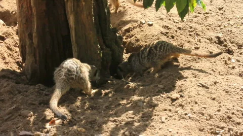Meerkats digging 3 Video stock 861471