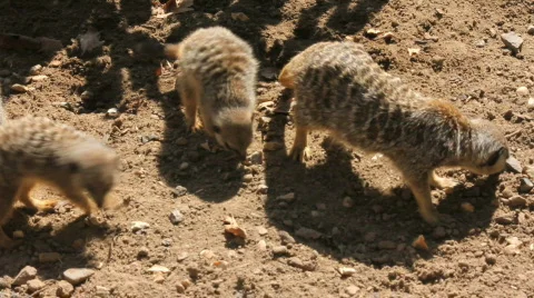 Meerkats digging Video stock 861486