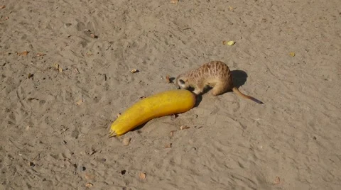 Meerkats digging in the sand Видео 67752506