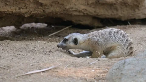 Meerkats eat 스톡 동영상 265409519