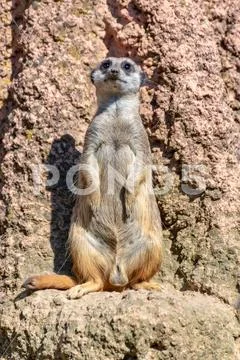 Meerkats enjoy the sun and are alert Stock Photos