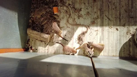 Meerkats explore their enclosure during daylight at a wildlife park in autumn Stock Footage 332067026