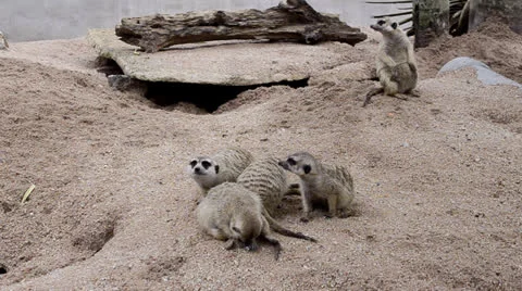 Meerkats Stock Footage 25340400
