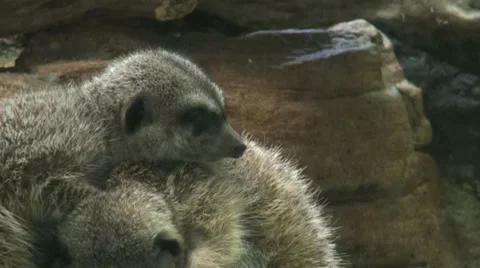 Meerkats 動画素材 30782753