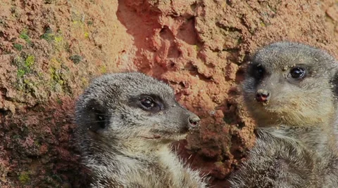 Meerkats Stock Footage 32880795