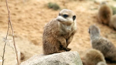Meerkats Stock Footage 33742094