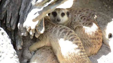 Meerkats Video stock 91691942
