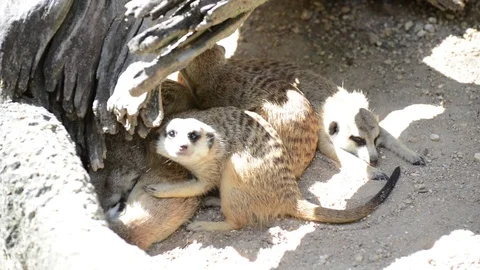 Meerkats Video stock 91691951