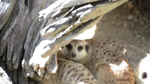 Meerkats Video stock 91692000