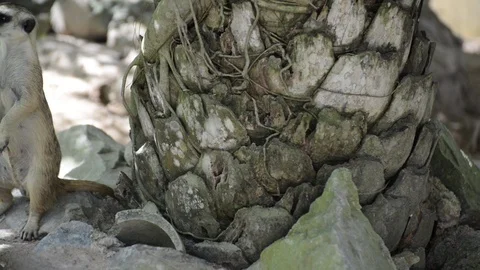 Meerkats Video stock 91692193