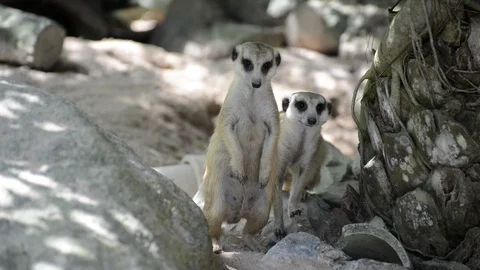 Meerkats Video stock 91692232