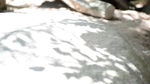 Meerkats Video stock 91692287