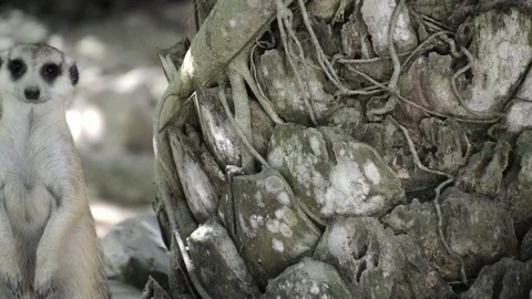 Meerkats Video stock 91692331