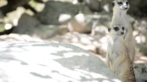 Meerkats Stock-Footage 91692332