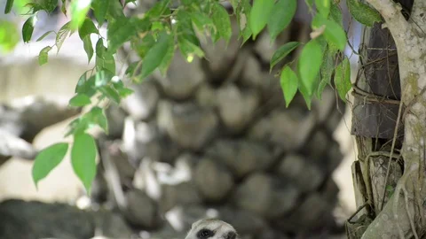 Meerkats Video stock 91692401