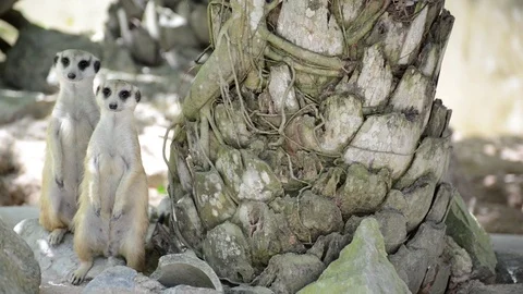 Meerkats Video stock 91692555