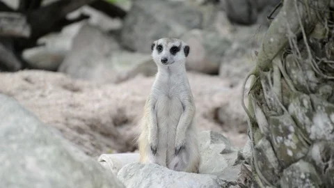 Meerkats Video stock 91692614