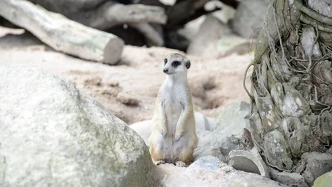 Meerkats Video stock 91692760