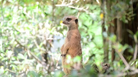 Meerkats Video stock 91692767