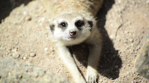Meerkats Video stock 91692820