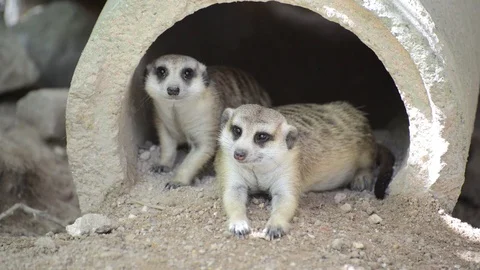 Meerkats Video stock 91692911