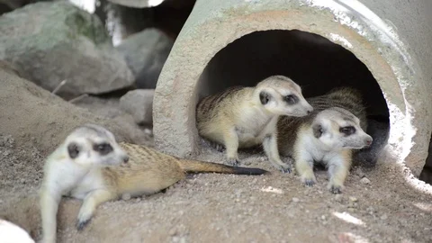 Meerkats Video stock 91692990