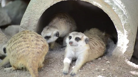 Meerkats Video stock 91692991