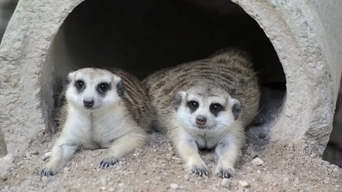 Meerkats Video stock 91693169