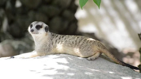 Meerkats Video stock 91693333
