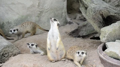 Meerkats Video stock 91693352