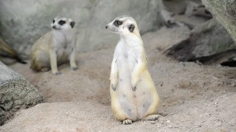 Meerkats Video stock 91693373