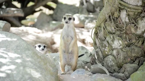 Meerkats Vídeo Stock 91698035