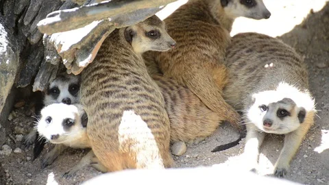 Meerkats Vídeo Stock 91698042