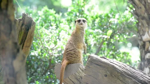 Meerkats Video stock 91698134