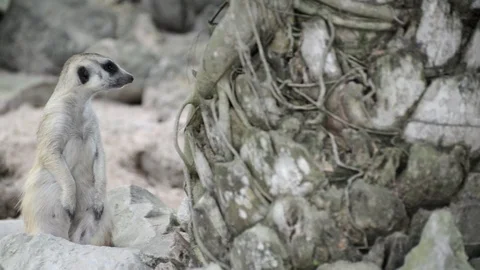Meerkats Vídeo Stock 91698142