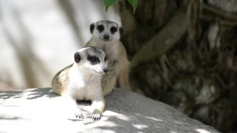 Meerkats Vídeo Stock 91698172