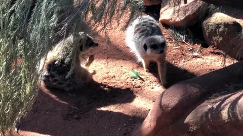 Meerkats Stock Footage 137869195