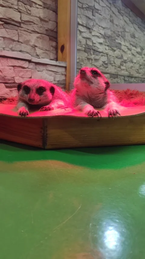 Meerkats Stock Footage 336629315
