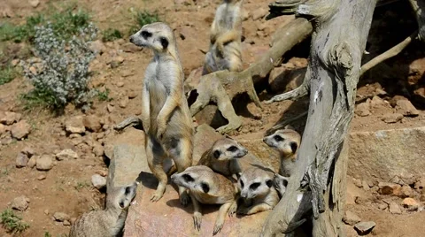 Meerkats on guard 動画素材 65847574