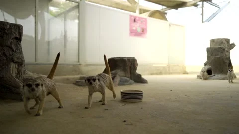Meerkats having fun together Video stock 243405067