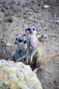 Meerkats look at camera Stock Photos
