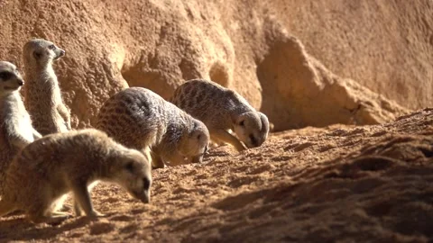 Meerkats look curious digging in the dirt with their hands while others watch Video stock 170258554
