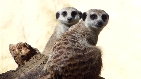 Meerkats looking alert Stock Footage 43504049