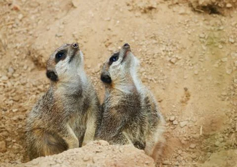 Meerkats mongoose observing Stock Photos
