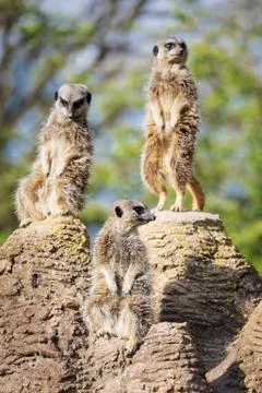 Meerkats mongoose observing Foto stock
